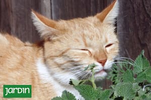 Hay plantas que pueden ser tóxicas para las mascotas