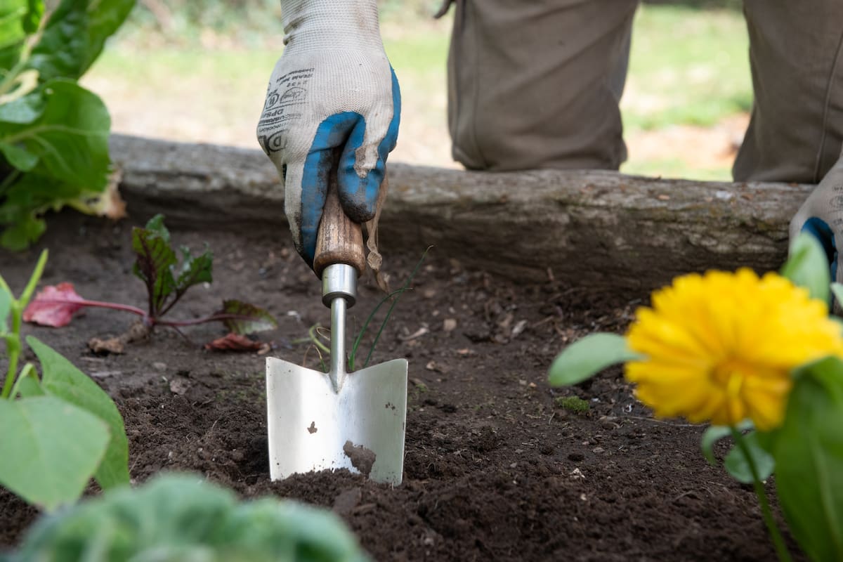 Hay plantas que son ideales para sembrar en temporadas previas al frío