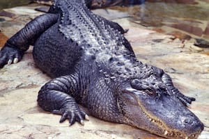 Hay preocupación de los residentes de Florida por los caimanes