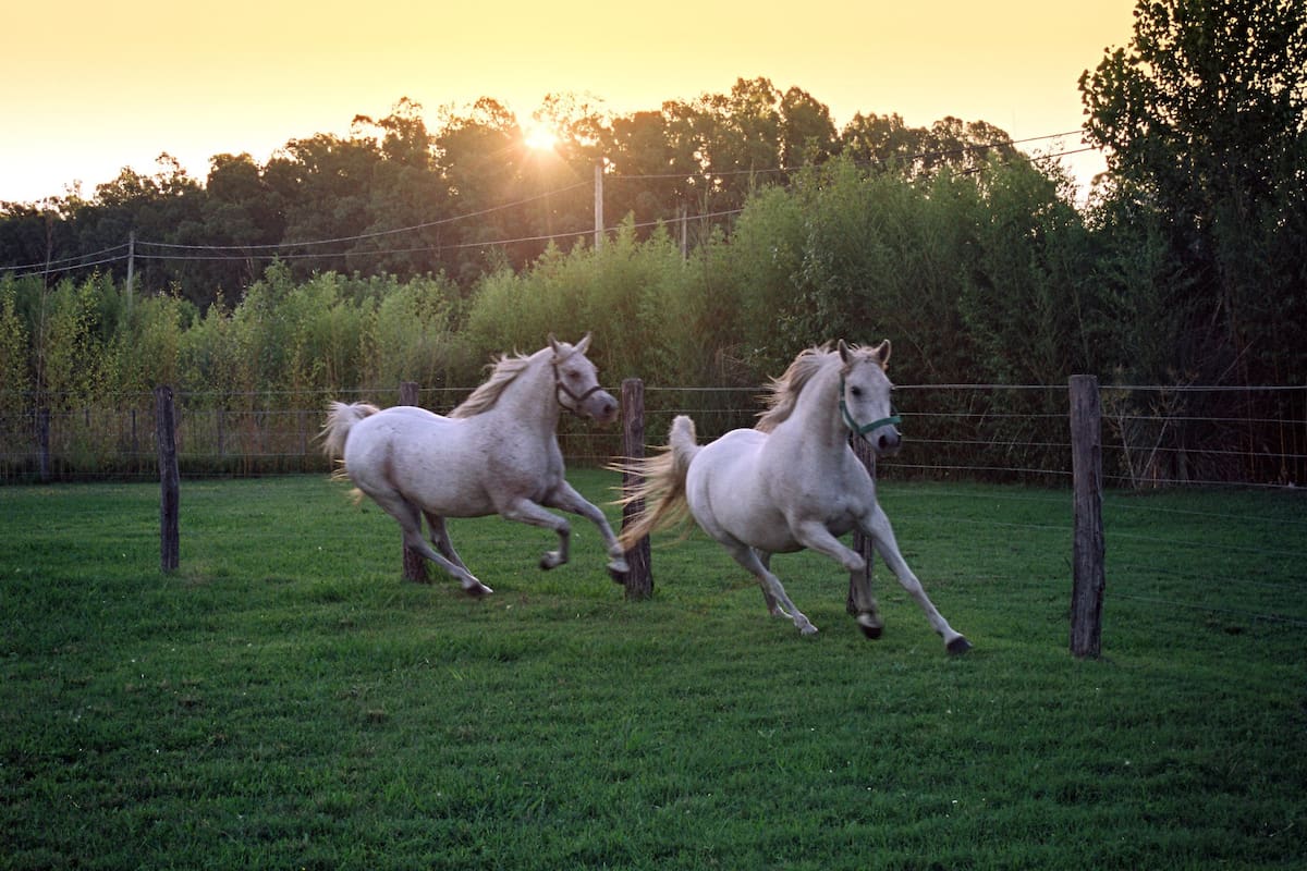 Hay preocupación por el avance de la enfermedad