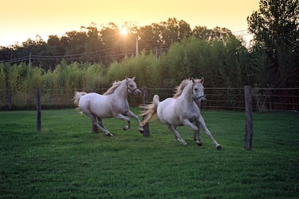 Hay preocupación por el avance de la enfermedad