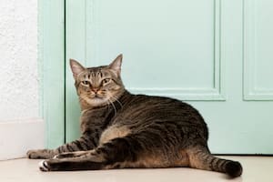 Alerta sanitaria por la expansión de un hongo transmitido por gatos