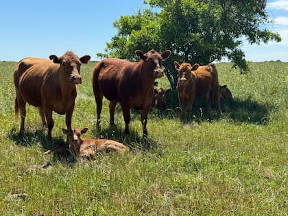 Hay preocupación por la inseguridad rural en la provincia. Foto ilustrativa