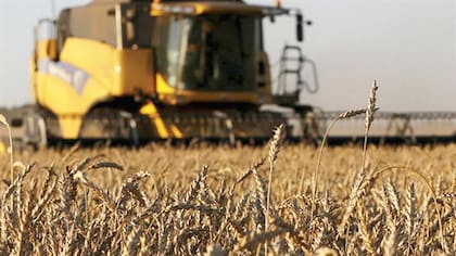 En la Argentina, el trigo septiembre llegó a los US$240 por tonelada