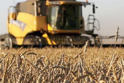 Subió la proyección de la cosecha de trigo a 14,5 millones de toneladas