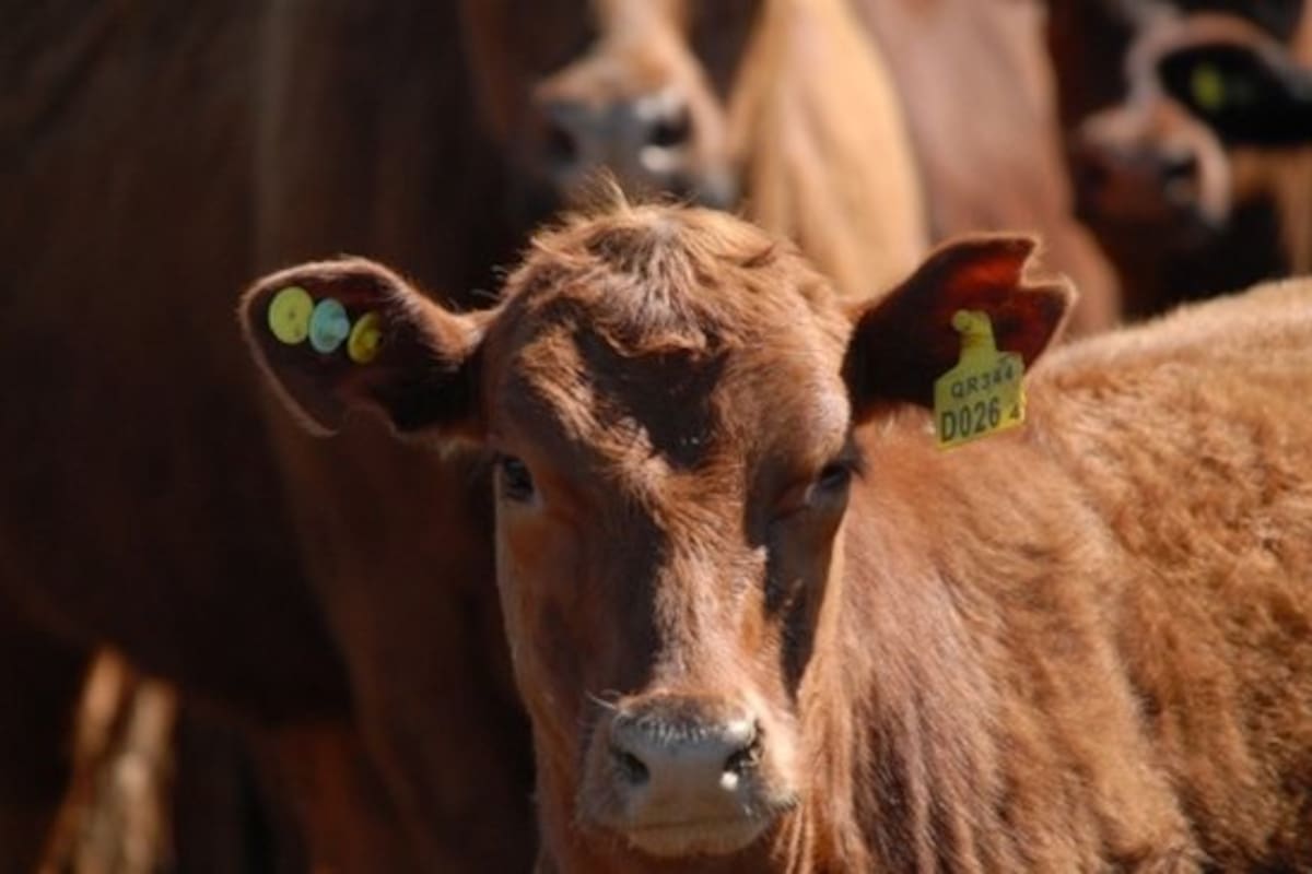 Hay productores que incorporan dos caravanas por animal por temor a perder la electrónica