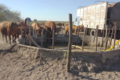 Hay productores que siguen malvendiendo su hacienda