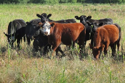Hay que apuntar a tener buenas pasturas