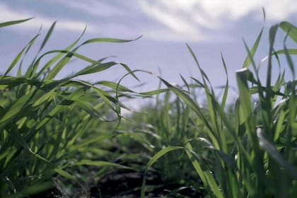 Hay que cuidar al cultivo desde la semilla
