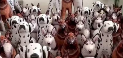 Hay que encontrar al perro real en tan solo 13 segundos.