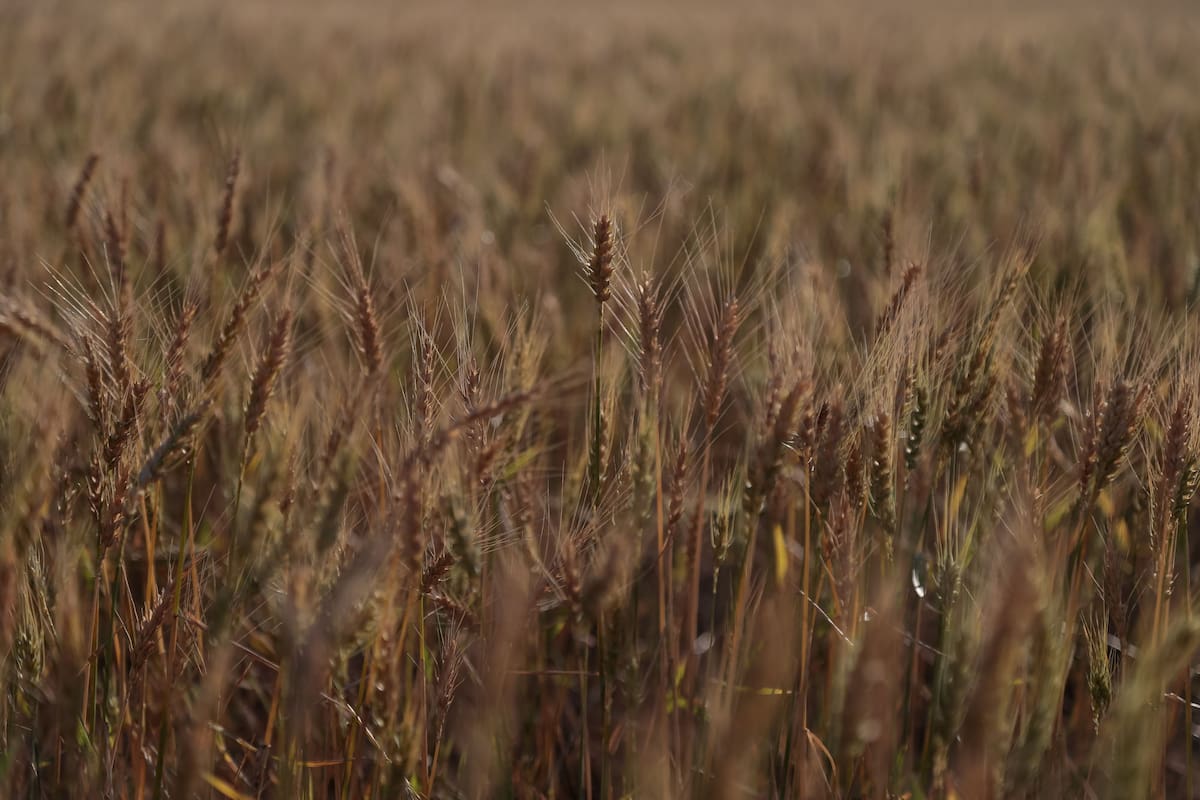 Hay que llevar adelante prácticas para revertir el deterioro del suelo