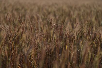 Hay que llevar adelante prácticas para revertir el deterioro del suelo