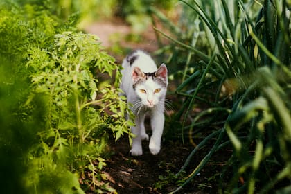 Hay que prestar atención a los síntomas si hay una intoxicación (Foto: Freepik)