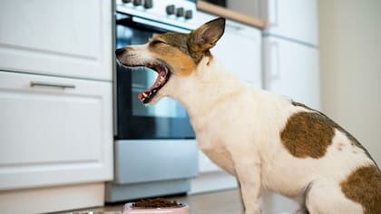 Hay que recurrir al veterinario para que dé un diagnóstico al respecto