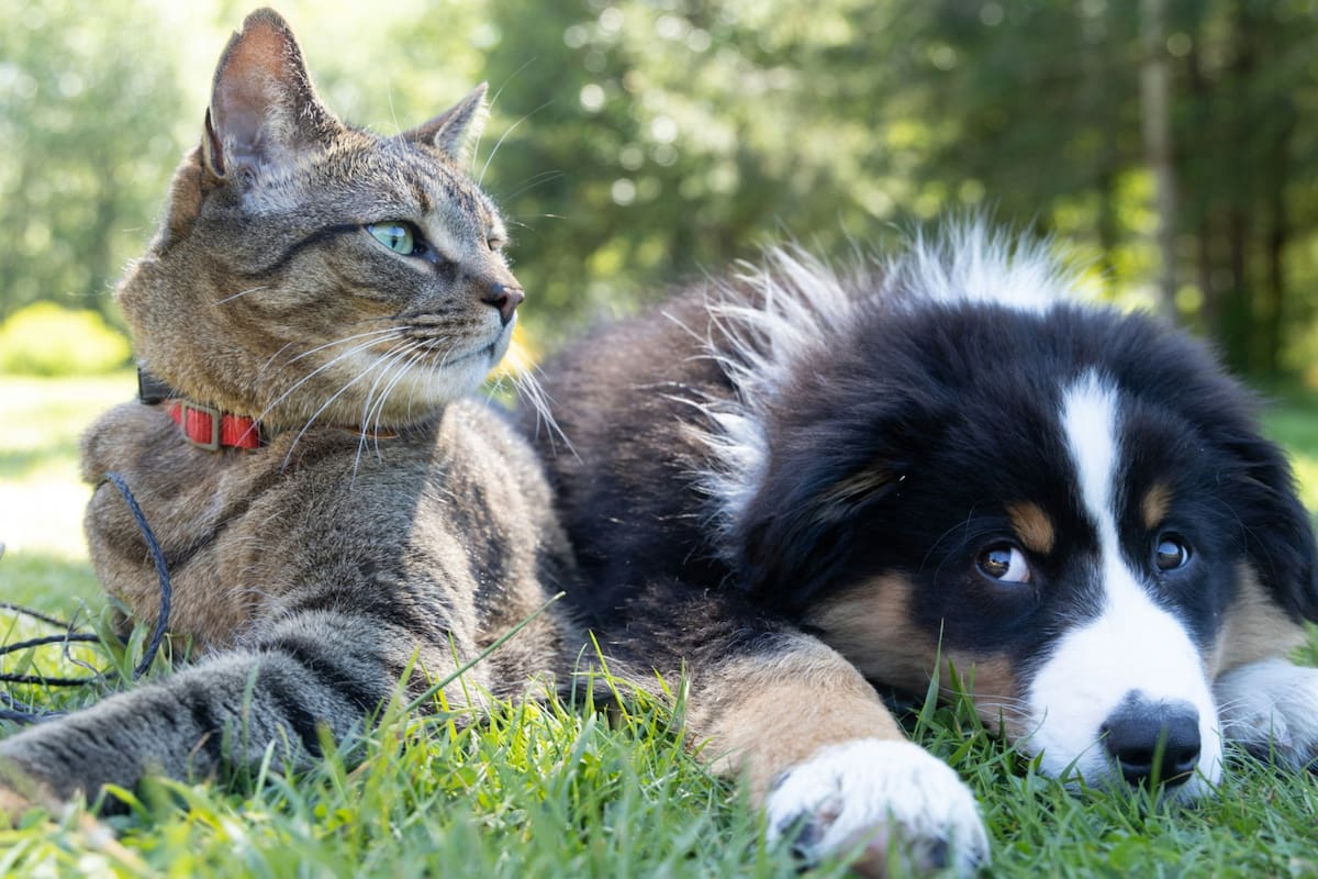 Hay que seguir una serie de recomendaciones para las mascotas de cara a las altas temperaturas.