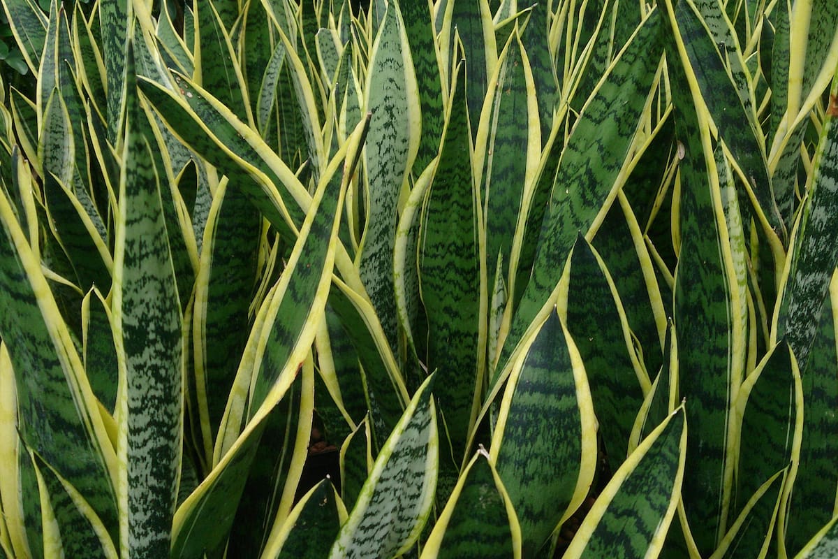 Hay que tener cuidado con el riego, sobre todo en invierno, ya que el mayor enemigo de la sansevieria es la pudrición de raíz