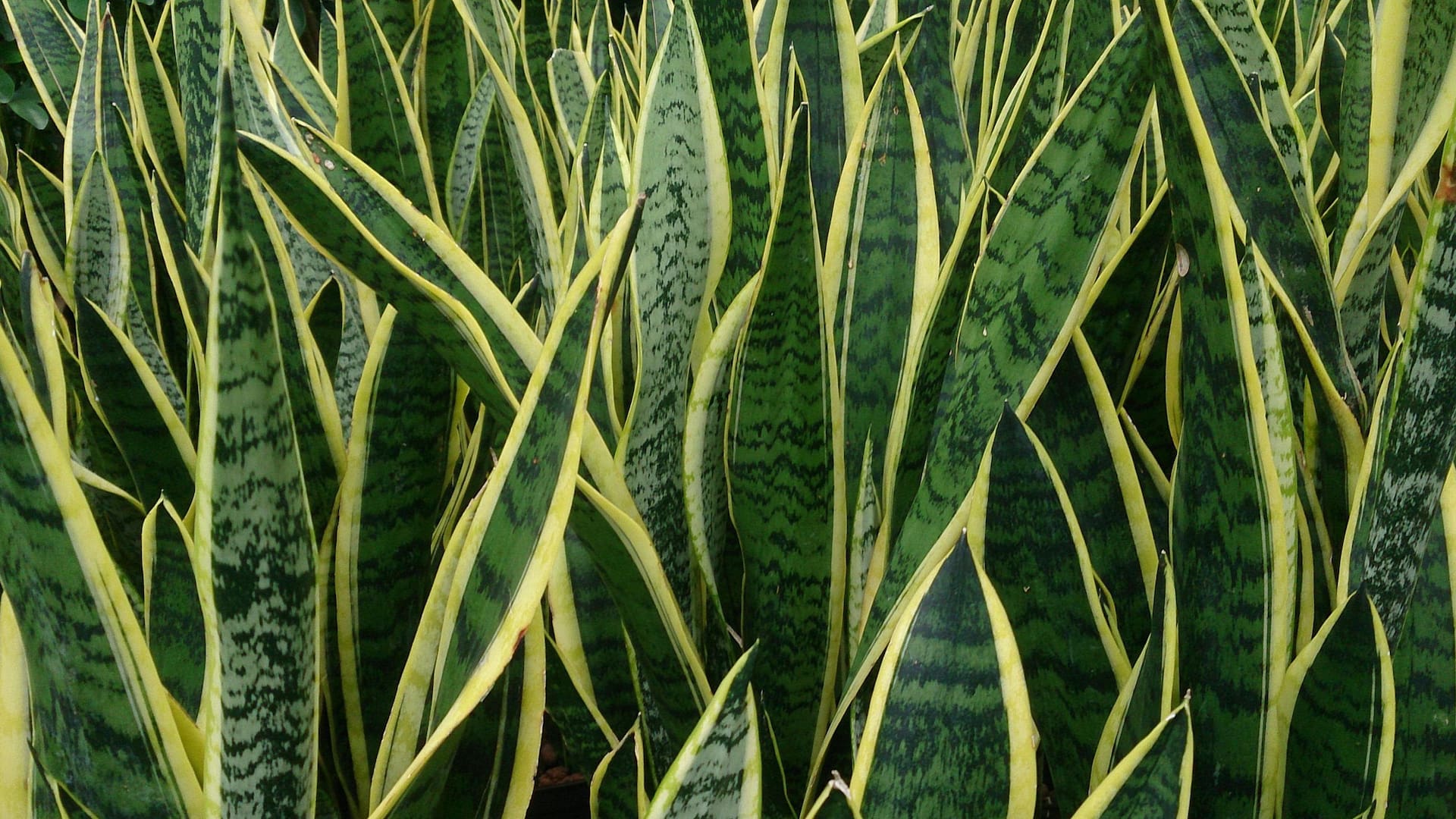 Hay que tener cuidado con el riego, sobre todo en invierno, ya que el mayor enemigo de la sansevieria es la pudrición de raíz