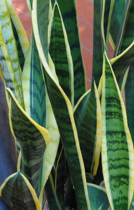 Hay que tener cuidado con el riego, sobre todo en invierno, ya que el mayor enemigo de la sansevieria es la pudrición de raíz