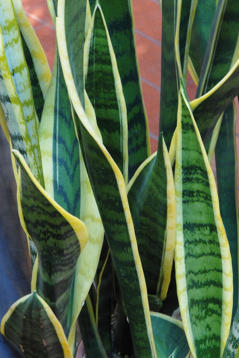 Hay que tener cuidado con el riego, sobre todo en invierno, ya que el mayor enemigo de la sansevieria es la pudrición de raíz
