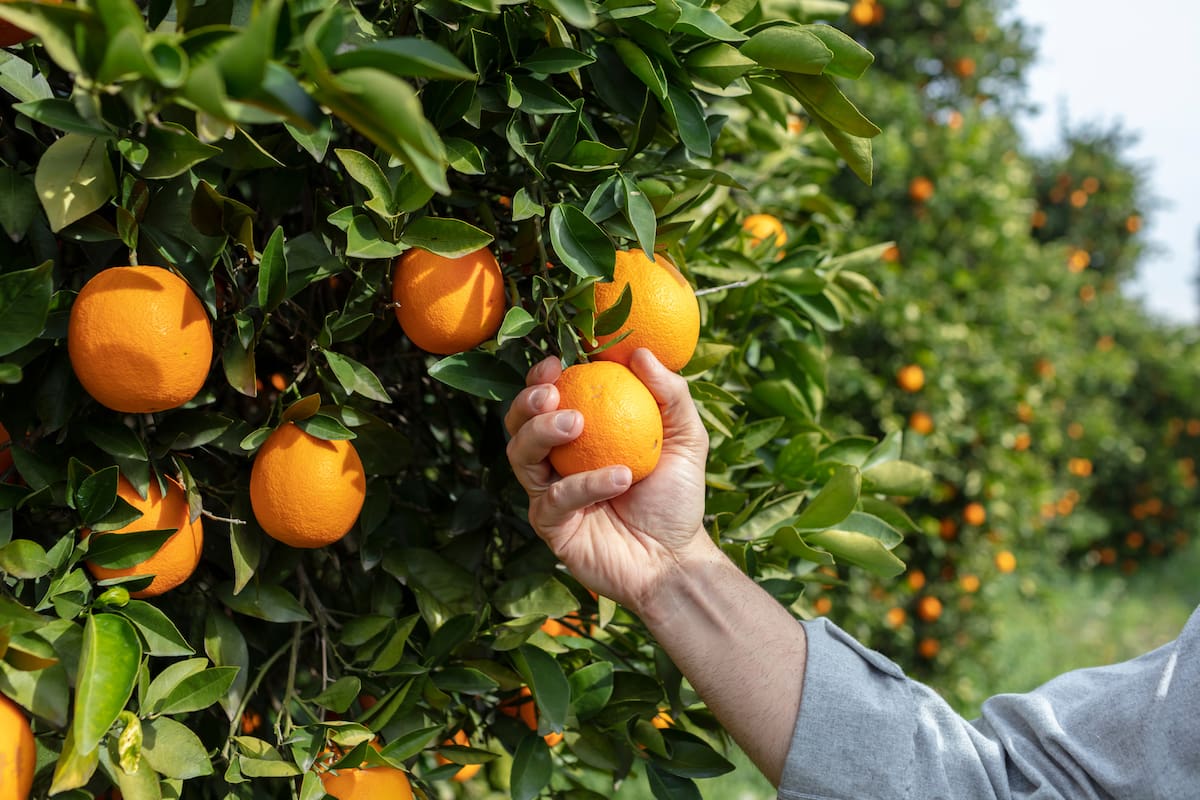 Hay regiones del NOA donde la naranja le está ganando terreno al limón