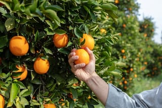 Un nuevo escenario internacional le abre una gran oportunidad a la naranja argentina
