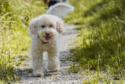 Hay tres variedades de caniche: el toy, el mediano o el grande