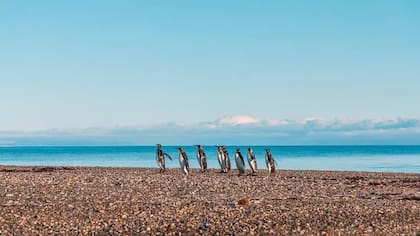Hay un alto riesgo de que el parque eólico para el que se solicitó una concesión cause un impacto ecosistémico irreversible en la colonia de pingüinos rey de Bahía Inútil, señala Maite Arriagada