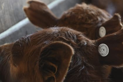 Hay un debate con la trazabilidad