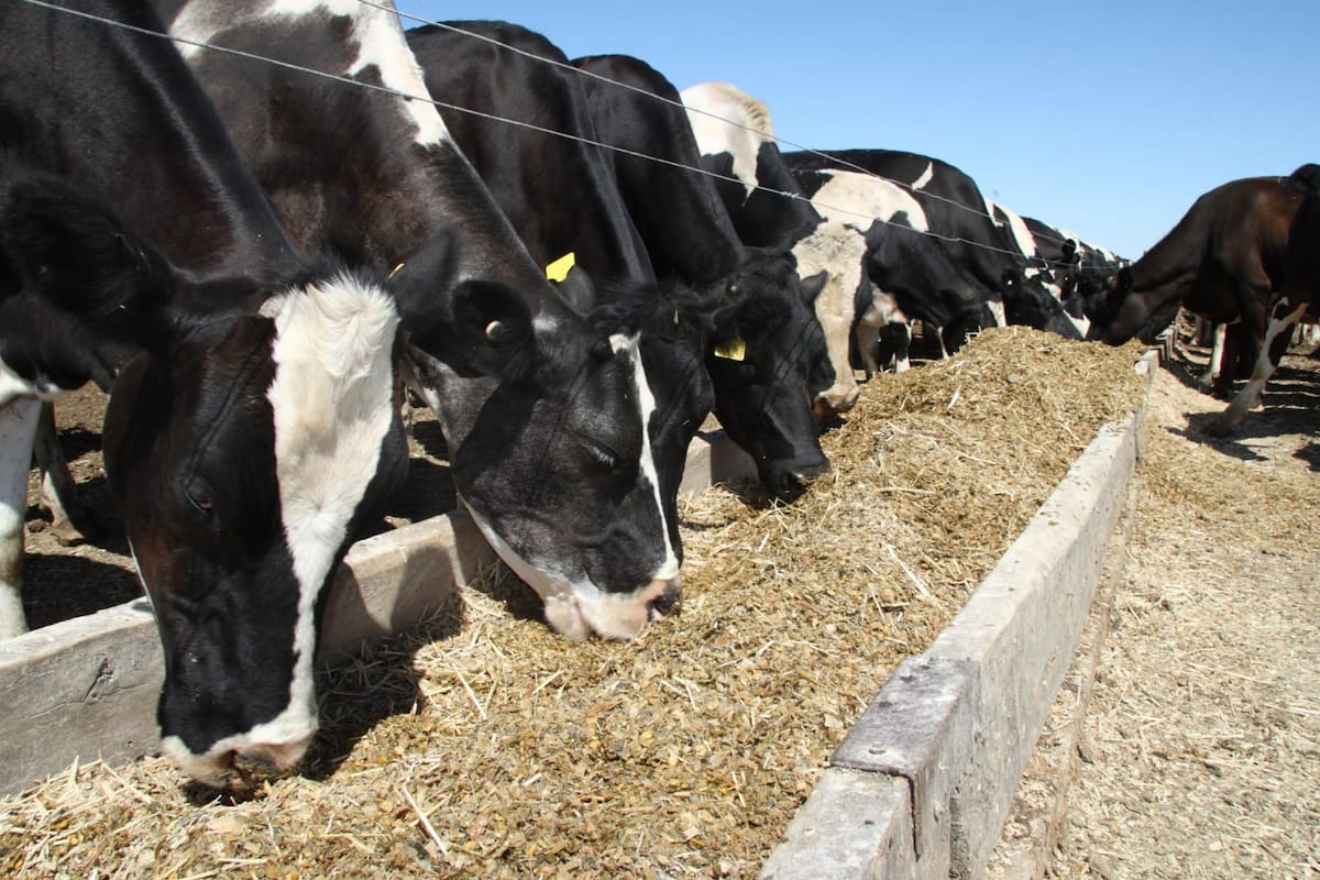 Hay un grupo de instrumentos para conformar una buena estrategia de selección genética para el tambo