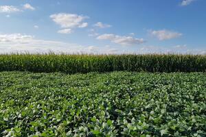 Hay un incremento de los rindes tras un cultivo de cobertura