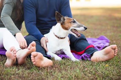 Hay una base de pasos a seguir para que los perros estén tranquilos en estas situaciones