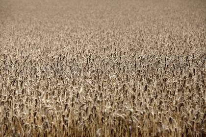 Hay una buena intención de siembra