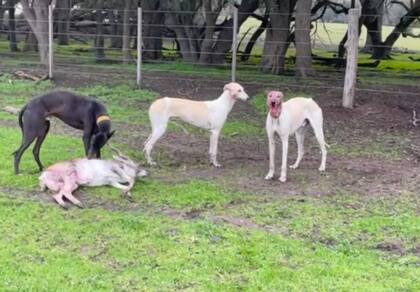 Hay una fuerte preocupación de los productores por el desmanejo y la falta de respuestas gubernamentales por la caza ilegal con perros galgos