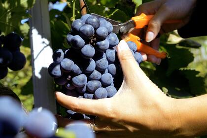 Hay una milenaria tradición vitivinícola