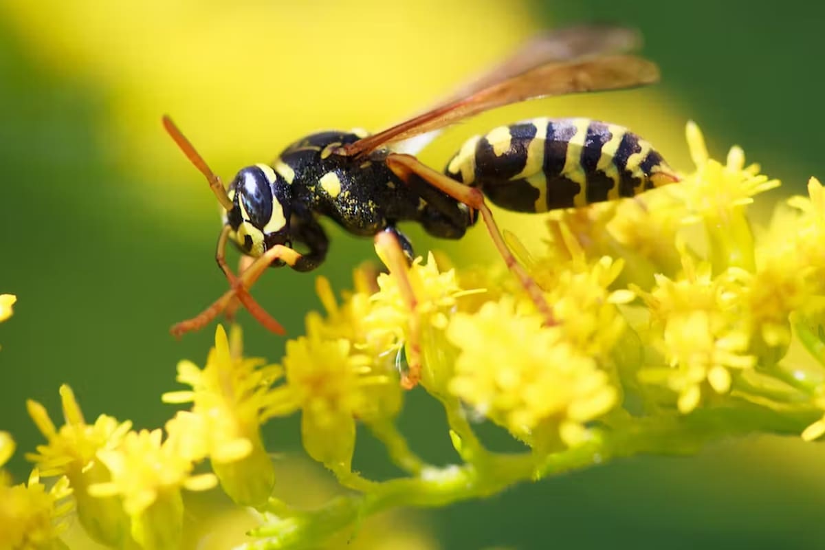 Hay una notable excepción cuando se agrupan los infoquímicos según su función comunicativa: las feromonas