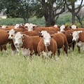 La “Vaca Muerta cárnica” se encamina a un boom en la Argentina