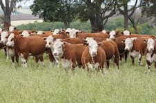 Según empresarios: la “Vaca Muerta cárnica” se encamina a un boom en la Argentina