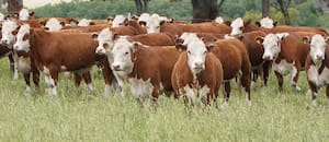 La “Vaca Muerta cárnica” se encamina a un boom en la Argentina