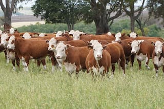 La “Vaca Muerta cárnica” se encamina a un boom en la Argentina