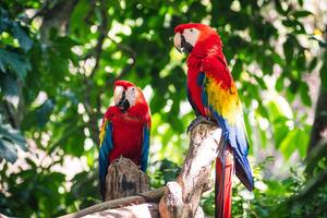 Hay varios animales en peligro de extinción en el mundo
