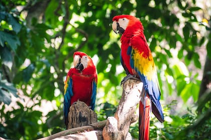 Hay varios animales en peligro de extinción en el mundo