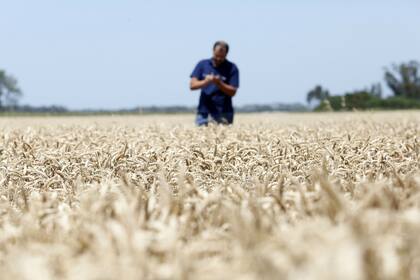 Hay varios factores a la hora de tomar decisiones para el trigo de la última campaña