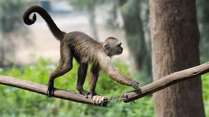 Hay varios genes relacionados con la formación de la cola en animales