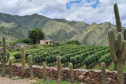 Hay viñedos en 18 provincias de la Argentina