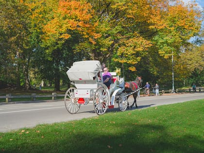 Hay voces a favor y en contra sobre prohibir los carruajes con caballos en Central Park (Unsplash)