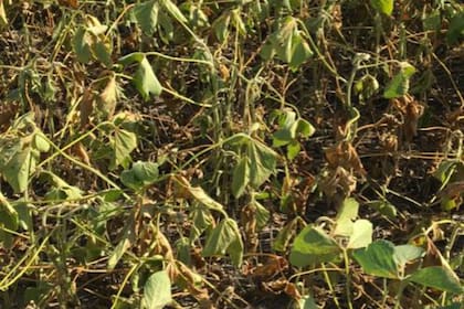 La soja, afectada por la falta de agua en varios lugares del sur de Santa Fe