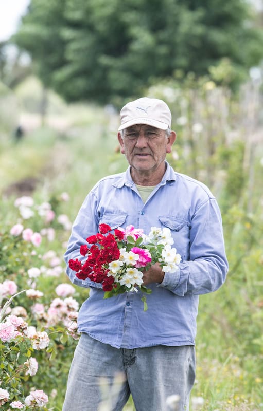 Héctor González es experto en injertación de rosas. En la época adecuada, hace más de 900 por día.