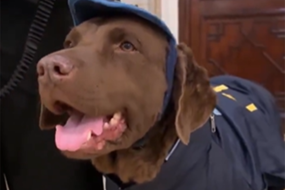 Hela, la perra que se retiró de la Policía Federal