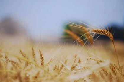 Heladas tardías afectan a zonas trigueras de la Argentina: Bolsa de Cereales de Buenos Aires