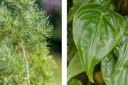 Helecho ming y Alocasia cucullata. El aporte de verde que cualquier arreglo floral necesita.